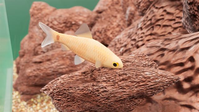 Tải game Fish Game Indian Subcontinent Fish Pack 1-TENOKE